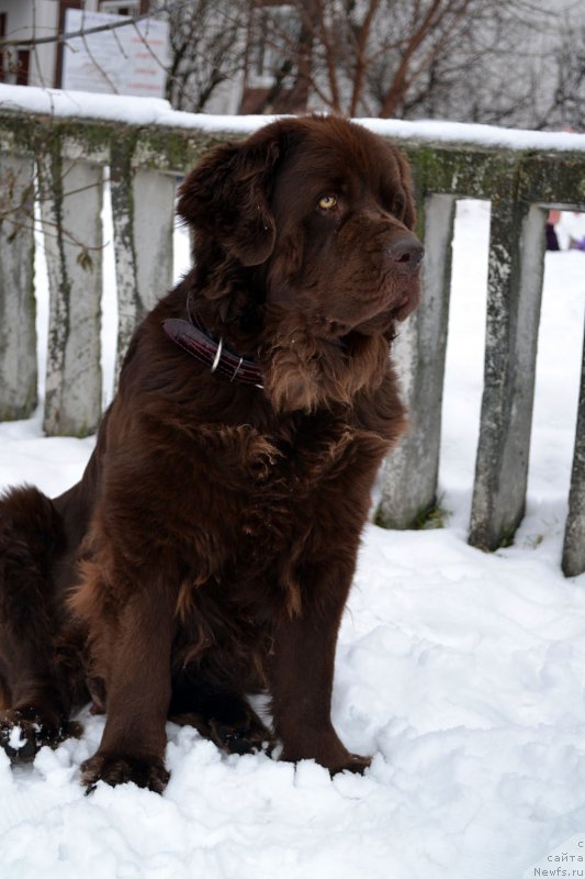 Фото: ньюфаундленд Великий Медведь Камелия