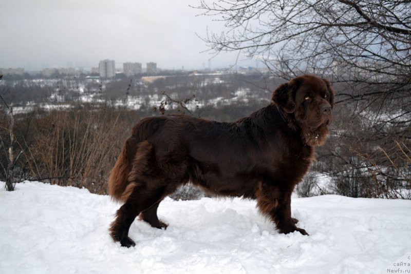 Фото: ньюфаундленд Великий Медведь Камелия
