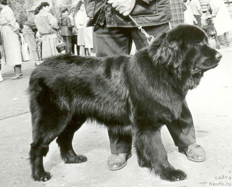 Фото: ньюфаундленд Цесси Жашольд