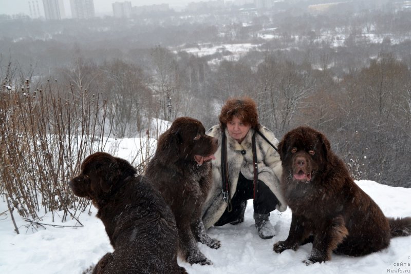 Фото: ньюфаундленд Великий Медведь Камелия, ньюфаундленд Чарли Де Бест Хелфи Пэл (Charli The Best Helfi Pel), ньюфаундленд Чармер Денкам Бронз (Charmer Denkam Bronze)