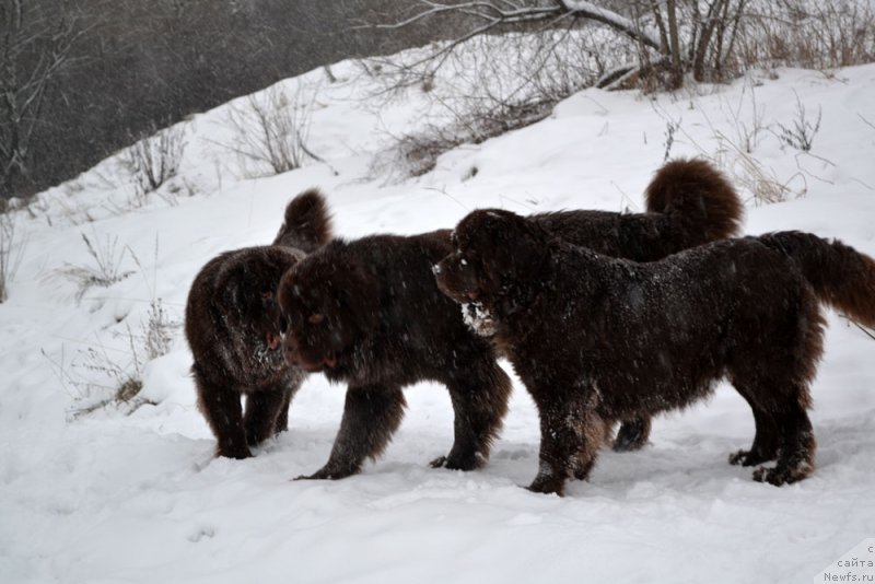 Фото: ньюфаундленд Чармер Денкам Бронз (Charmer Denkam Bronze), ньюфаундленд Чарли Де Бест Хелфи Пэл (Charli The Best Helfi Pel), ньюфаундленд Великий Медведь Камелия