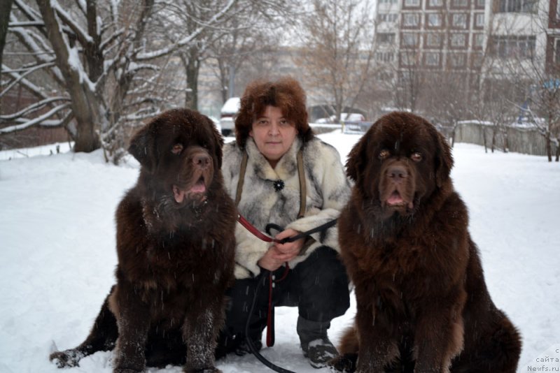 Фото: ньюфаундленд Чармер Денкам Бронз (Charmer Denkam Bronze), ньюфаундленд Чарли Де Бест Хелфи Пэл (Charli The Best Helfi Pel)