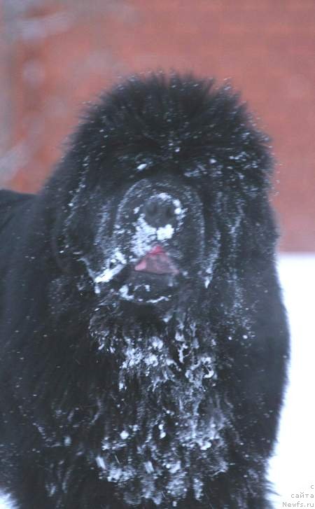 Фото: ньюфаундленд С'Нежная Вьюга Армандо Паруссо (S'Nezhnaya Vjuga Armando Parusso)
