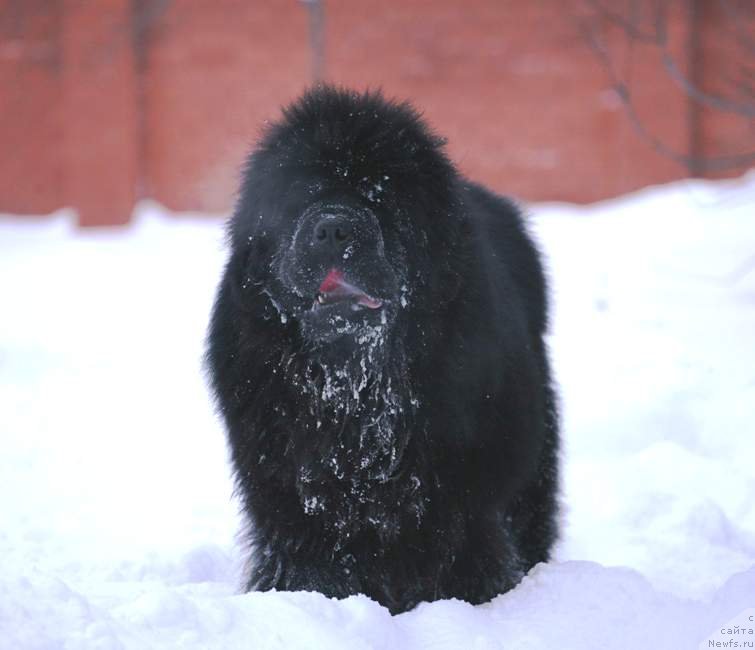 Фото: ньюфаундленд С'Нежная Вьюга Армандо Паруссо (S'Nezhnaya Vjuga Armando Parusso)