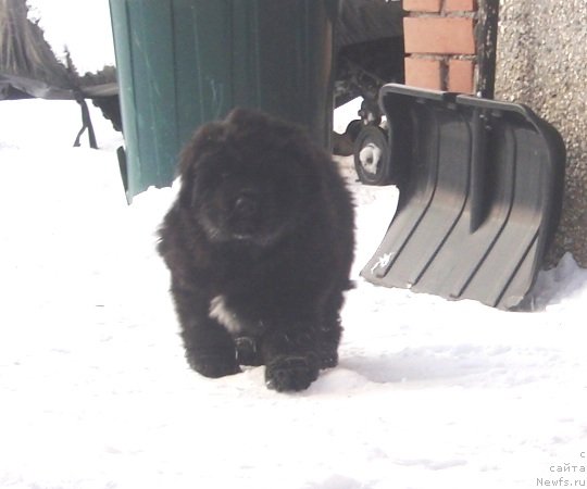 Фото: дочь, ньюфаундленд Красота Неземная с Берега Дона (Krasota Nezemnaya s Berega Dona)