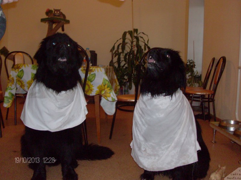 Фото: ньюфаундленд Кайден Плейфул (Kaiden Playful), Лора