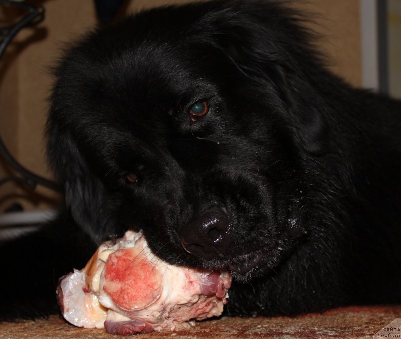 Фото: ньюфаундленд Кайден Плейфул (Kaiden Playful)