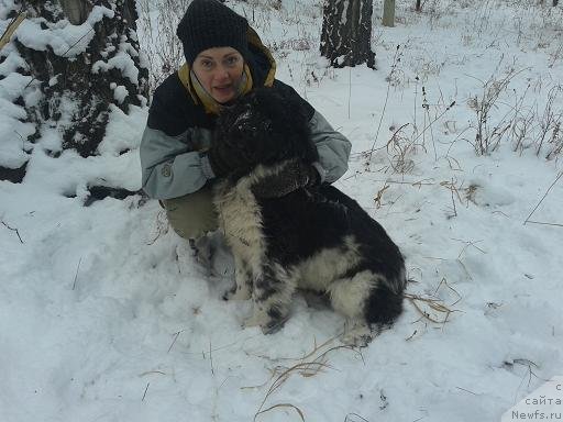 Фото: ньюфаундленд Ньюфорт Элисс, Футерман Евгения