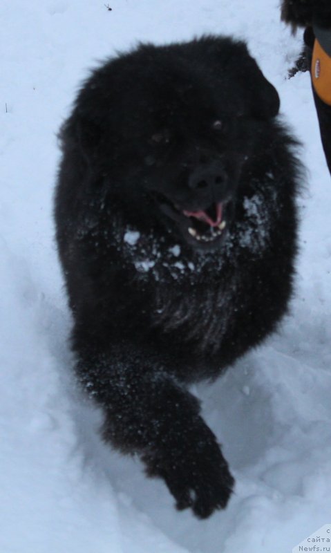 Фото: ньюфаундленд Кайден Плейфул (Kaiden Playful)