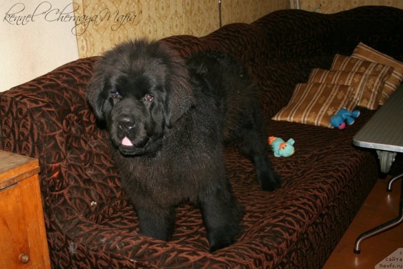 Фотография № 141727