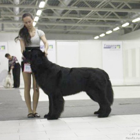 Фото: ньюфаундленд Бегущая по Волнам Шаман (Beguschaya po Volnam Shaman)