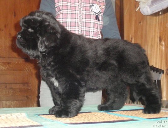 Фото: ньюфаундленд Моон Броок Гоод Ас Голд (Moon Brook Good As Gold)