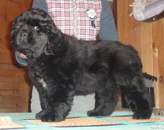 Фото: ньюфаундленд Моон Броок Гоод Ас Голд (Moon Brook Good As Gold)