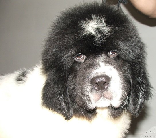 Фото: ньюфаундленд Плюшевая Панда Эвиан (Plushevaya Panda Evian)