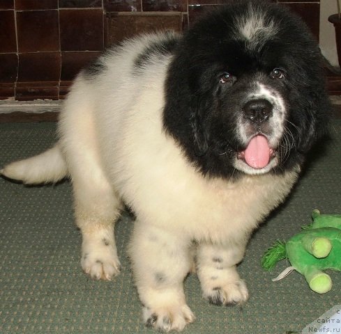 Фото: ньюфаундленд Плюшевая Панда Эвиан (Plushevaya Panda Evian)