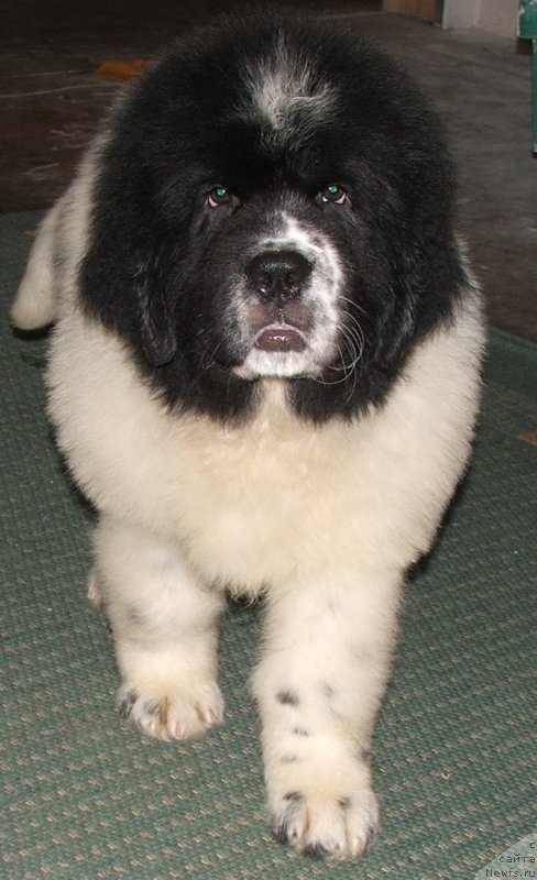 Фото: ньюфаундленд Плюшевая Панда Эвиан (Plushevaya Panda Evian)