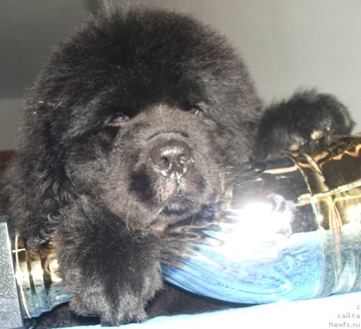 Фото: ньюфаундленд Плюшевая Панда Эмпорио Элегансе (Plushevaya Panda Emporio Еlegans)