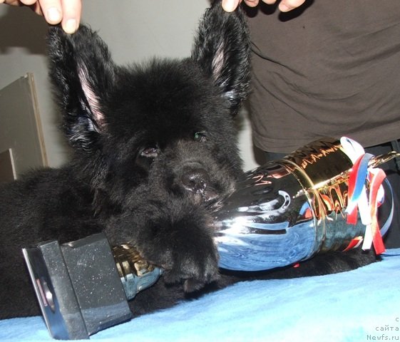 Фото: ньюфаундленд Плюшевая Панда Эмпорио Элегансе (Plushevaya Panda Emporio Еlegans)