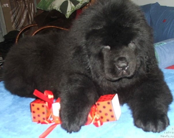 Фото: ньюфаундленд Плюшевая Панда Эсфера Беаутифул (Plushevaya Panda Esfera Beautiful)