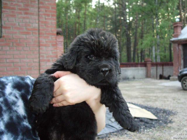 Фото: ньюфаундленд Супер Премиум Вашингтон