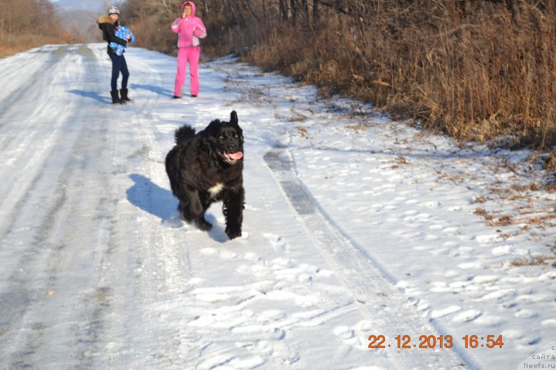 Фото: ньюфаундленд Супер Премиум Мерлин Монро