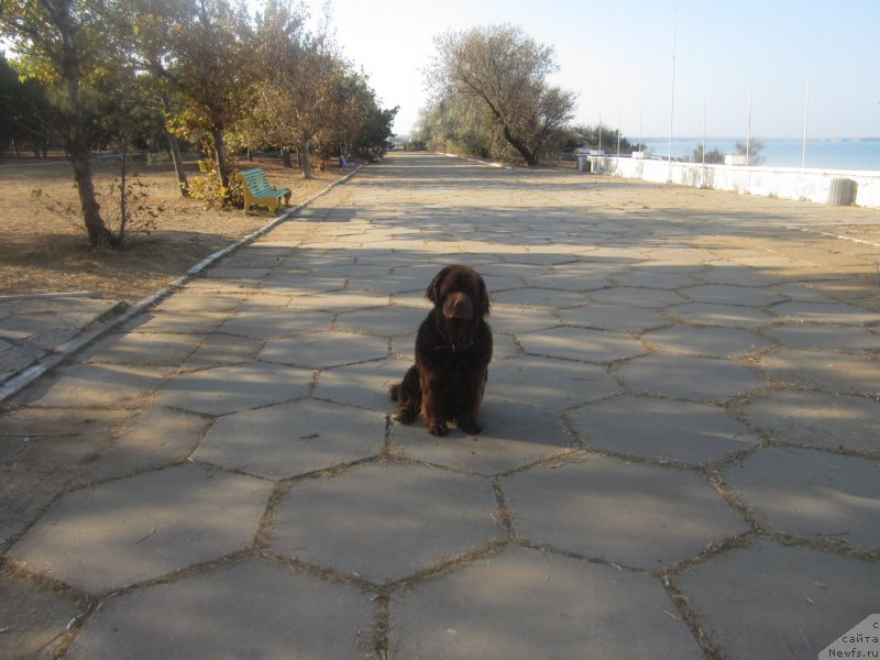 Фото: ньюфаундленд Игерма из Академии Шоколада (Igerma iz Akademii Shokolada)