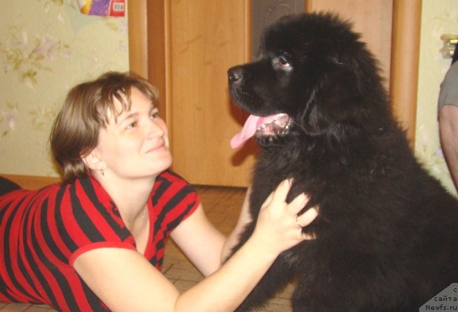 Фото: сын, ньюфаундленд Inside My Heart Midnight Bear, Юлия Бурлак
