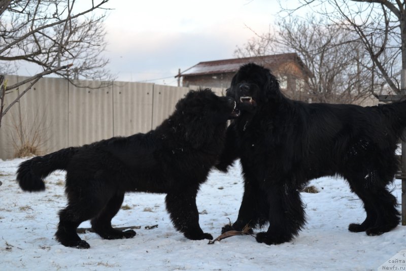 Фото: ньюфаундленд Талисман Моря Мишель, ньюфаундленд I'm Little Princess Midnight Bear