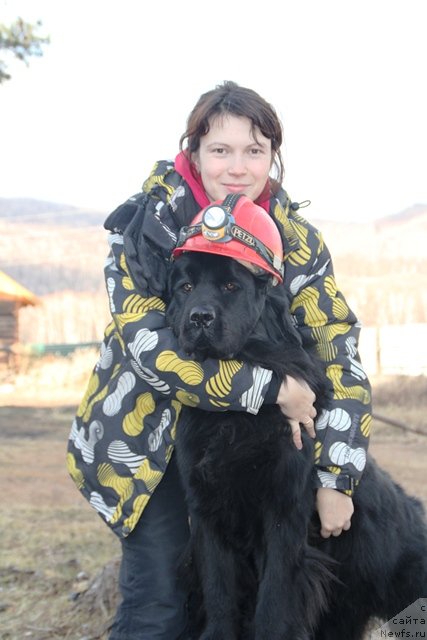 Фото: ньюфаундленд Их Высочество Виола Жанмоника (Ih Visochestvo Viola Zhanmonika), Людмила Кудрявцева