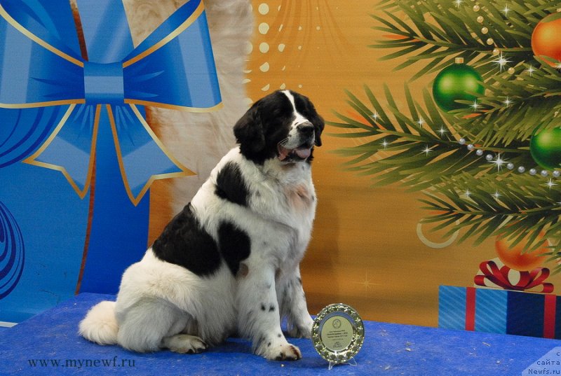 Фото: ньюфаундленд Хьюго Босс из Уникальной Коллекции