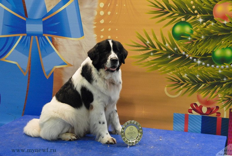 Фото: ньюфаундленд Хьюго Босс из Уникальной Коллекции