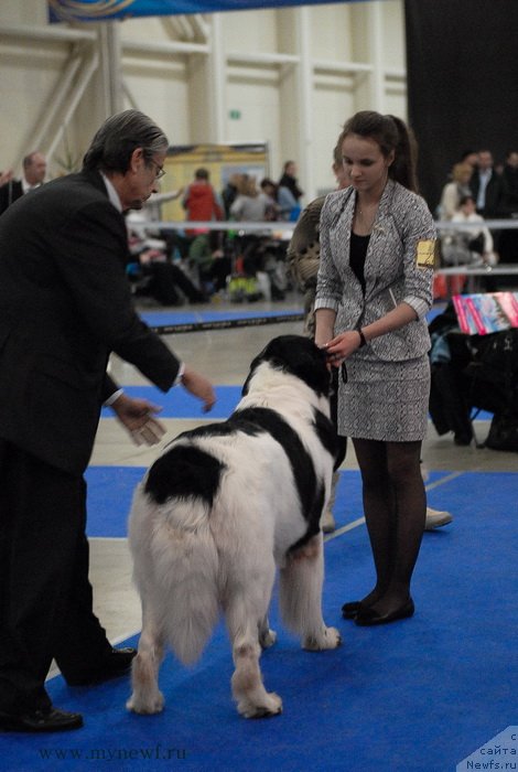 Фото: ньюфаундленд Хьюго Босс из Уникальной Коллекции
