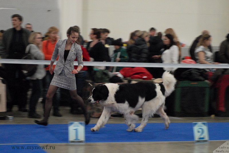 Фото: ньюфаундленд Хьюго Босс из Уникальной Коллекции