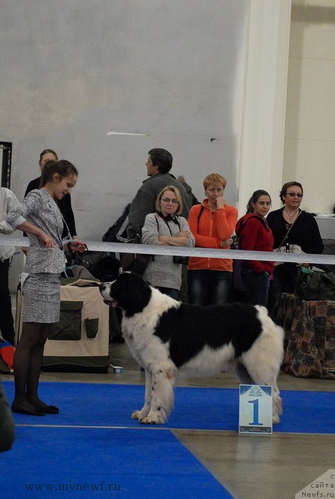 Фото: ньюфаундленд Хьюго Босс из Уникальной Коллекции