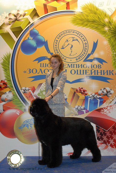 Фото: ньюфаундленд Сент Джонс Роуз фо Ми (Sent Djons Rose for Me), Маргарита Долотова