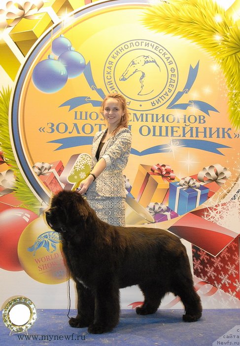 Фото: ньюфаундленд Сент Джонс Роуз фо Ми (Sent Djons Rose for Me), Маргарита Долотова