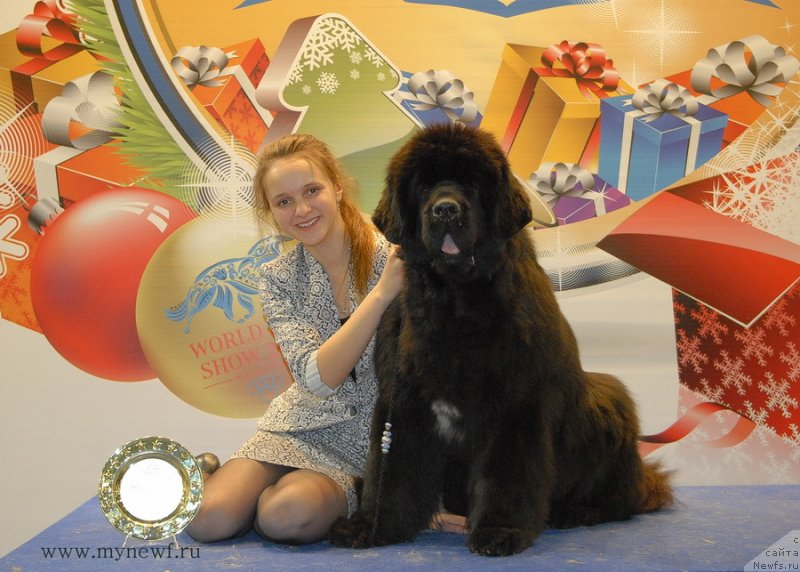 Фото: ньюфаундленд Сент Джонс Роуз фо Ми (Sent Djons Rose for Me), Маргарита Долотова