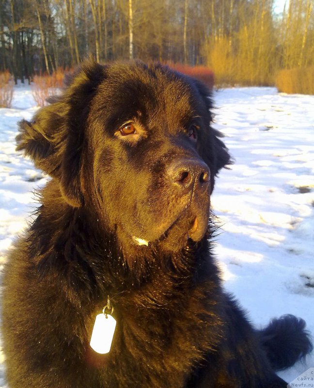 Фото: ньюфаундленд Черный Чанк с Берега Дона (Chernyj Chank s Berega Dona)