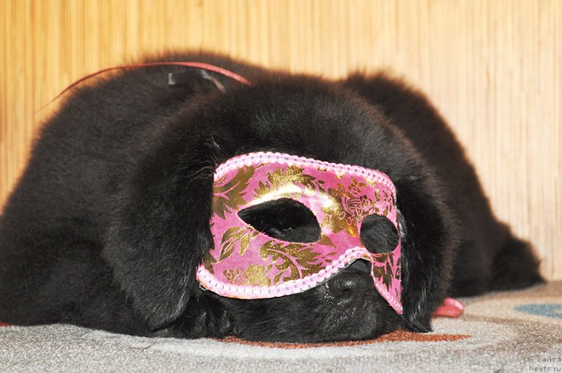 Фото: Щенки питомника 