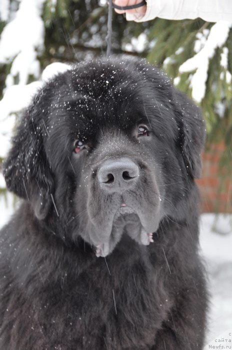 Фото: ньюфаундленд Сент Джонс Бостон Вальтз
