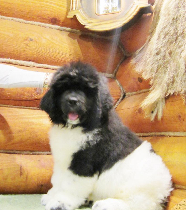 Фото: ньюфаундленд Плюшевая Панда Эау Белле Алыона (Plushevaya Panda Eau Belle Alyona)