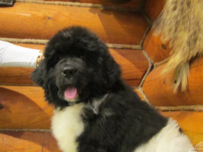 Фото: ньюфаундленд Плюшевая Панда Эау Белле Алыона (Plushevaya Panda Eau Belle Alyona)