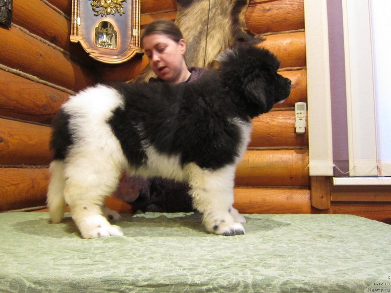 Фото: ньюфаундленд Плюшевая Панда Эау Белле Алыона (Plushevaya Panda Eau Belle Alyona), Инга Шаповал