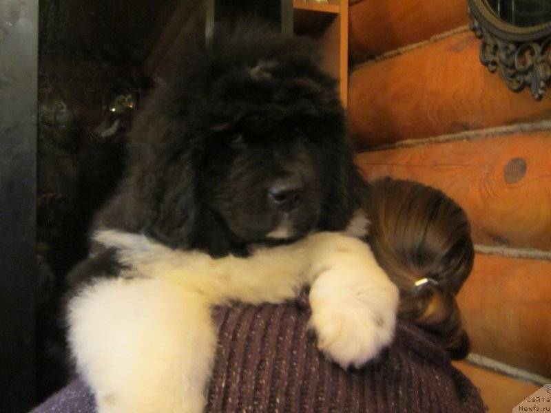 Фото: ньюфаундленд Плюшевая Панда Эау Белле Алыона (Plushevaya Panda Eau Belle Alyona), Инга Шаповал