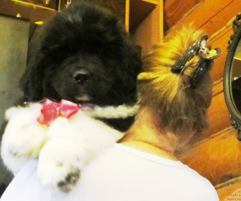 Фото: ньюфаундленд Плюшевая Панда Эау Белле Алыона (Plushevaya Panda Eau Belle Alyona)