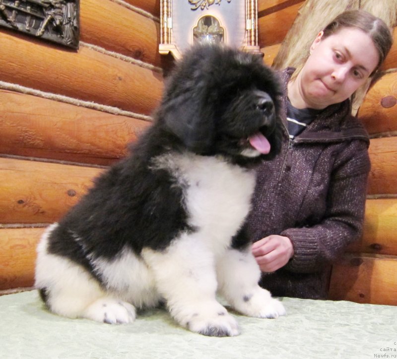 Фото: ньюфаундленд Плюшевая Панда Эау Белле Алыона (Plushevaya Panda Eau Belle Alyona), Инга Шаповал