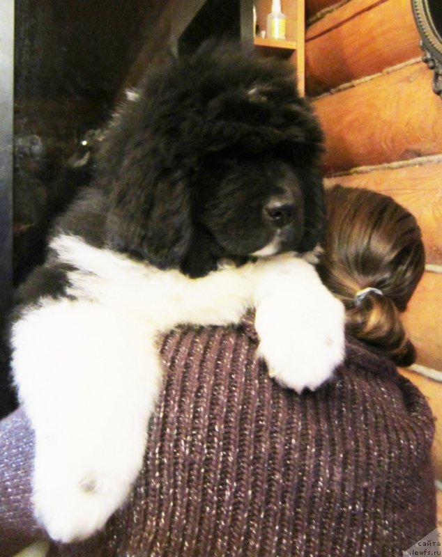 Фото: ньюфаундленд Плюшевая Панда Эау Белле Алыона (Plushevaya Panda Eau Belle Alyona), Инга Шаповал