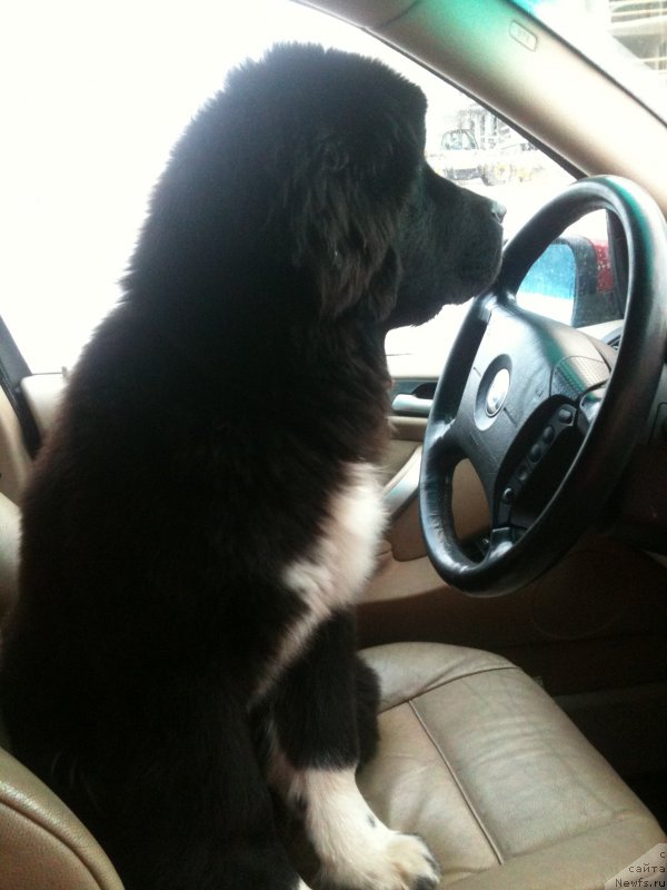 Фото: ньюфаундленд Аквиан Сонг Леди Ин Блэк