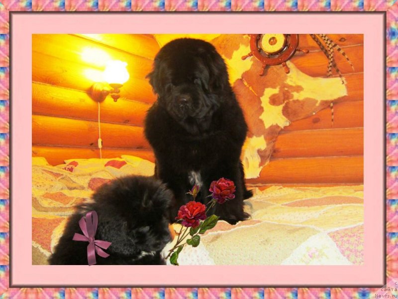 Фотография № 141869