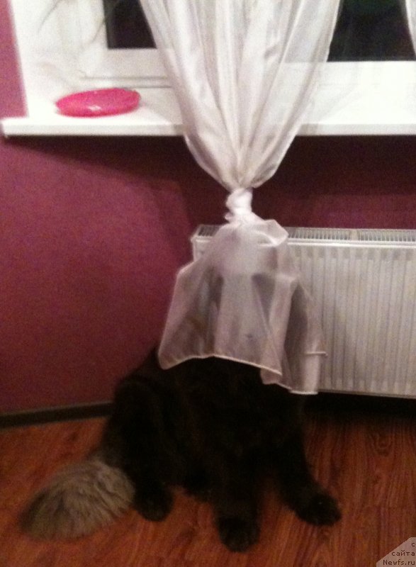 Фото: ньюфаундленд Ван Лен Тайм Женевьева